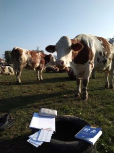 troupeau vache brésins – GFA le Grand Chemin